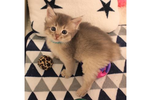 成約済の大阪府のソマリ-6456の3枚目